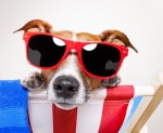 chien lunettes.jpg
